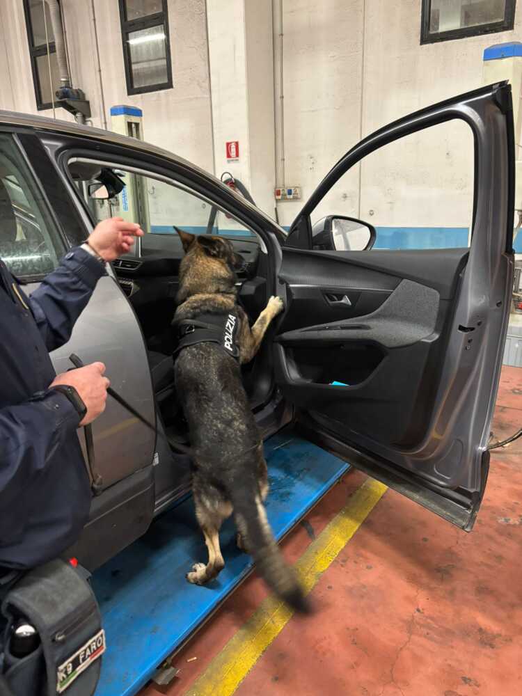 faro cane poliziotto polizia