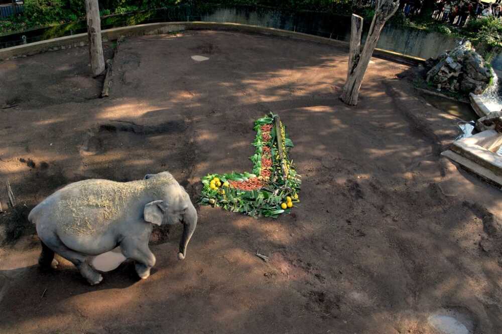 CALZA_elefante CREDIT FOTOGRAFICO Massimiliano Di Giovanni – archivio Bioparco CREDIT FOTOGRAFICO Massimiliano Di Giovanni – archivio Bioparco