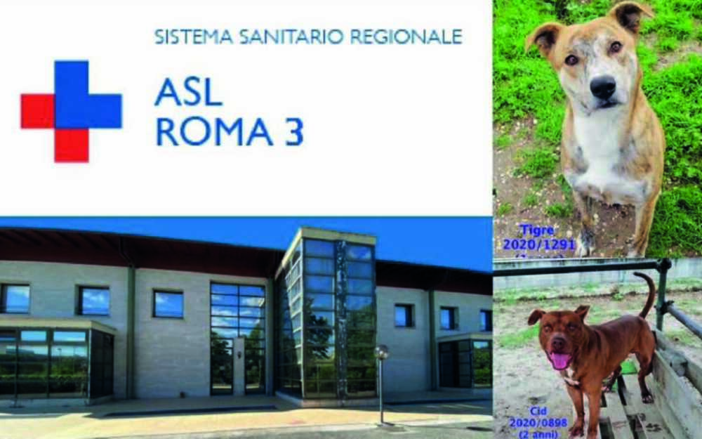 asl roma 3 veterinaria asl roma 3 veterinaria