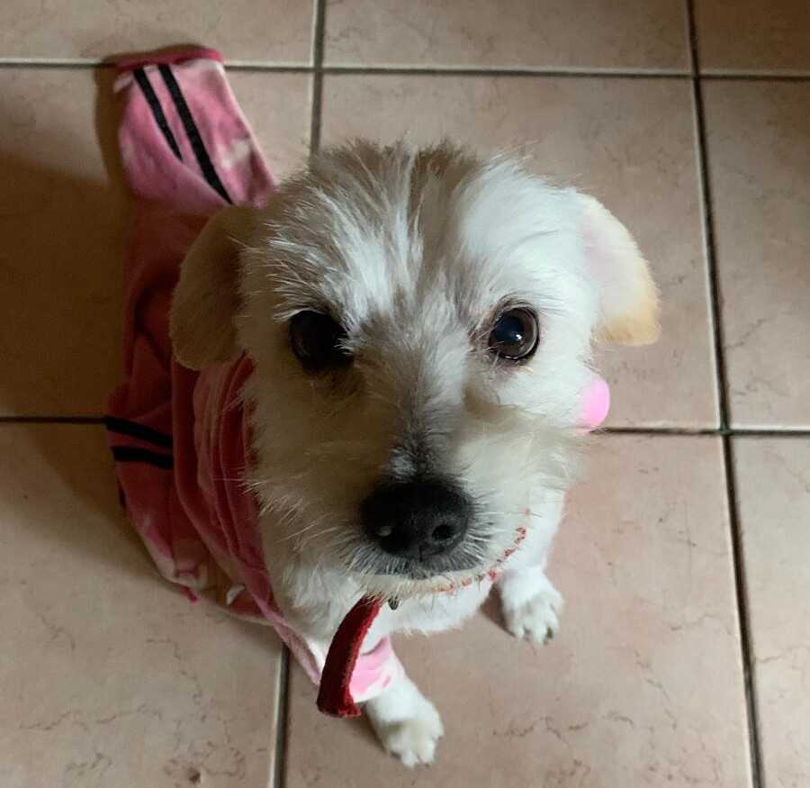 cagnetta stellina cerveteri