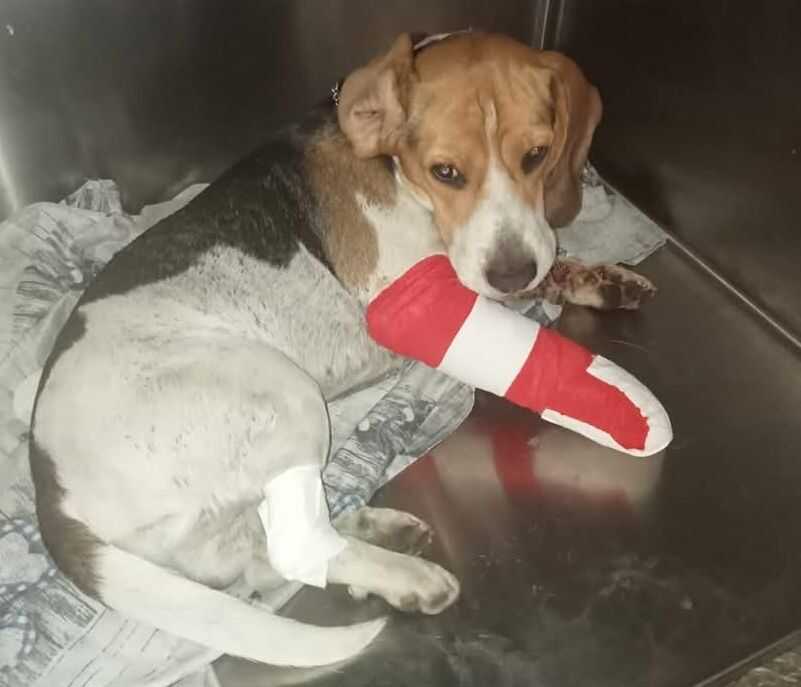 beagle ferito cagnetto aron santa marinella