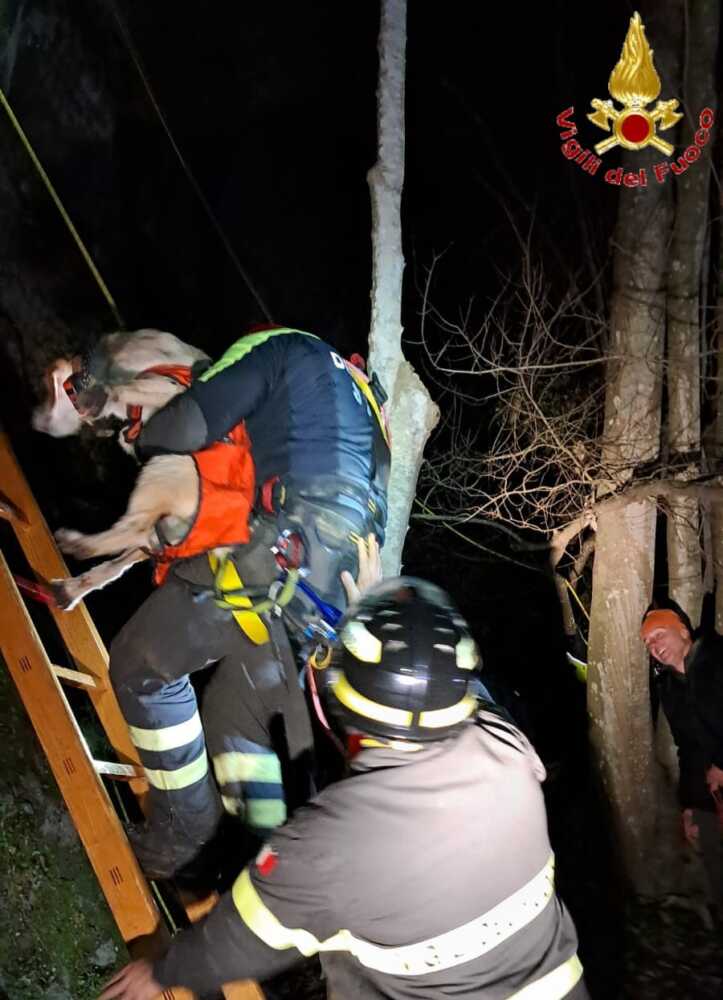 cagnetto cane dirupo tolfa vvf vigili fuoco pompieri (2) cagnetto cane dirupo tolfa vvf vigili fuoco pompieri (2)