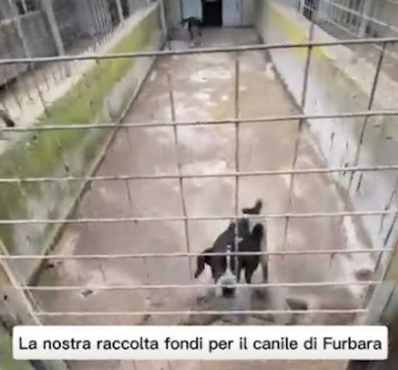 canile furbara