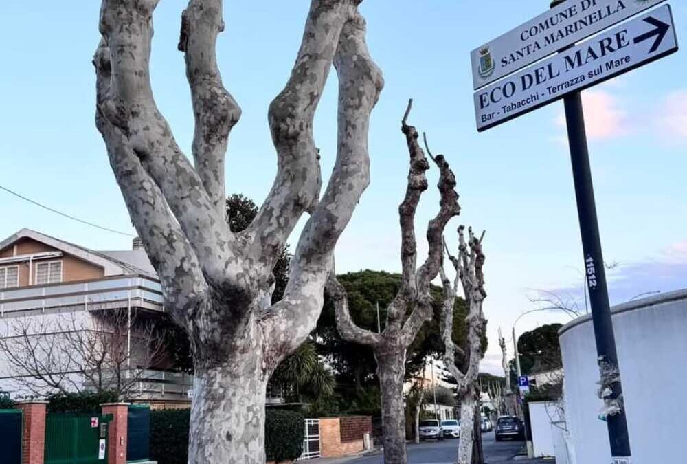 Cocciniglia Tartaruga a Santa Marinella, “situazione sotto controllo”