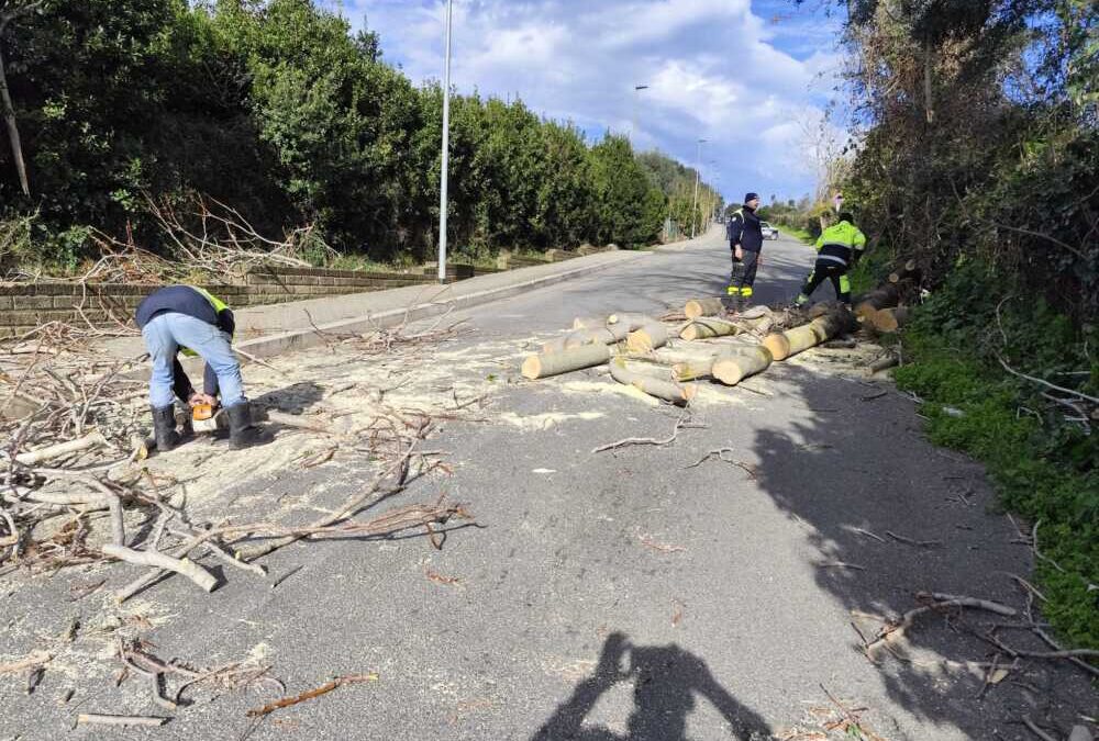 Albero caduto in via Suor Laundenberg, interrotta la strada di Cerveteri