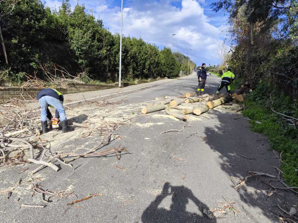 albero caduto via inferi cerveteri albero caduto via inferi cerveteri
