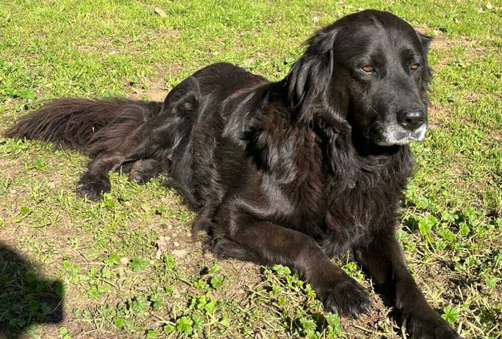 La bellissima Ariel è a Viterbo e cerca una casa e una famiglia che la adotti