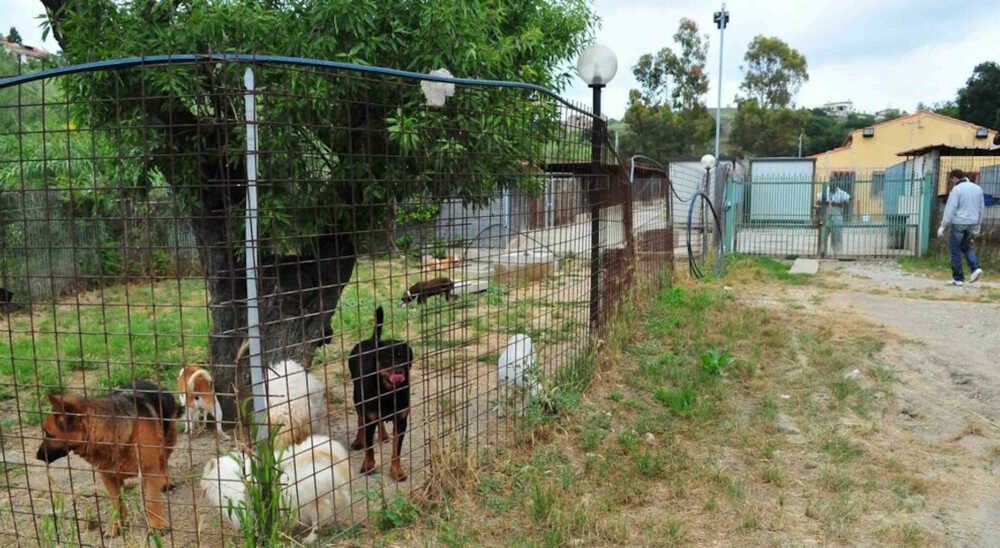 canile civitavecchia