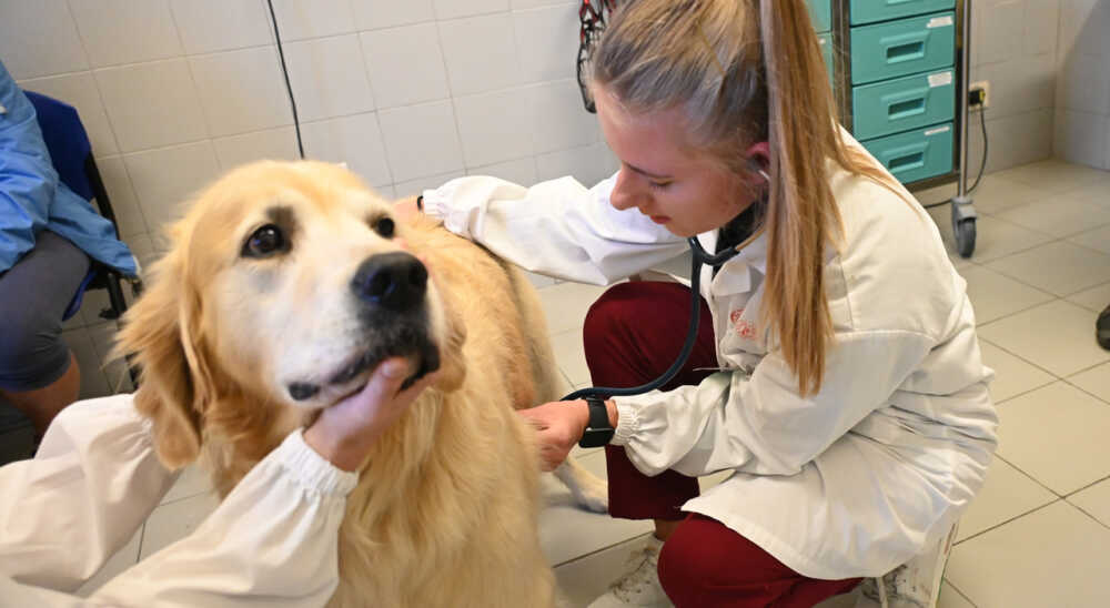 ospedale veterinario 2 ospedale veterinario