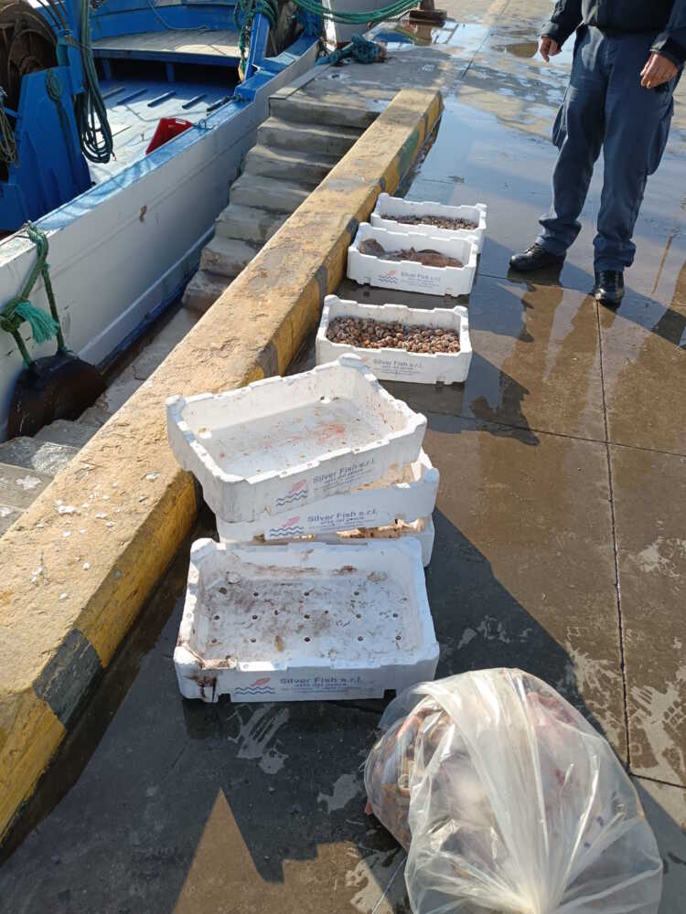 pesce lumache sequestrateguardia costiera fiumicino pesce lumache sequestrateguardia costiera fiumicino