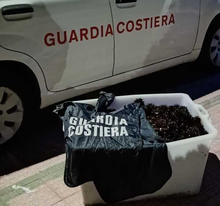 Oltre mille ricci sequestrati a Santa Marinella dalla Guardia Costiera