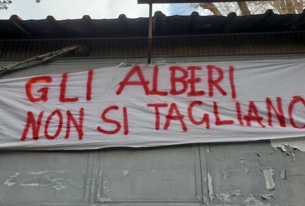 Alberi del mercato di Civitavecchia, petizione da oltre 2500 firme