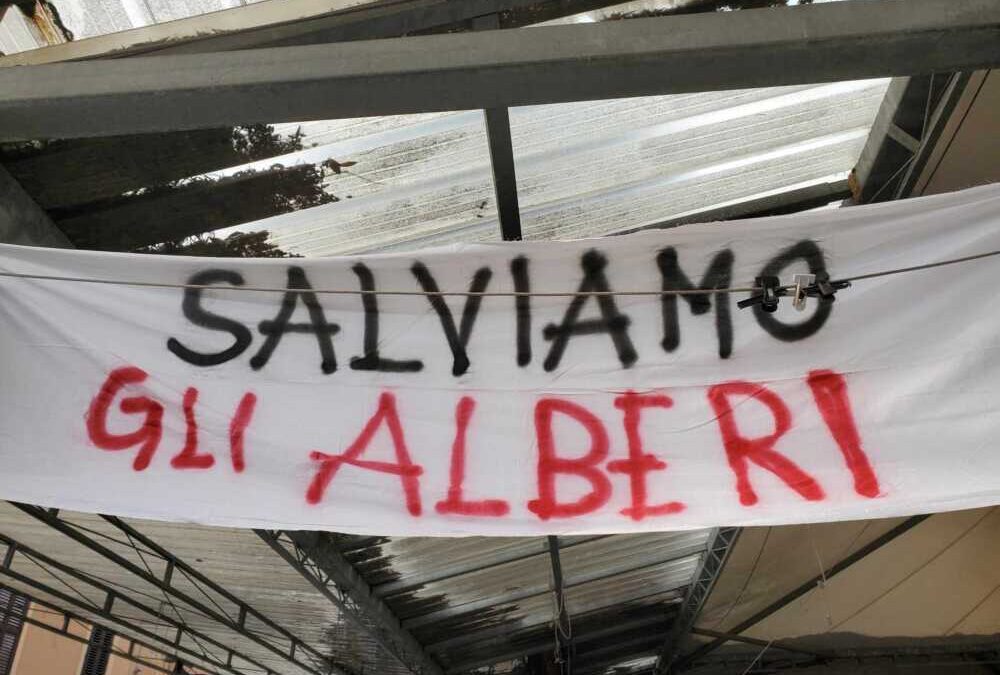 “Ci sono alberi da salvare al mercato di Civitavecchia”