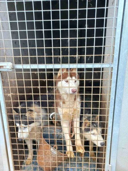 L'allevamento di cani dove sono intervenuti i Carabinieri husky forestali