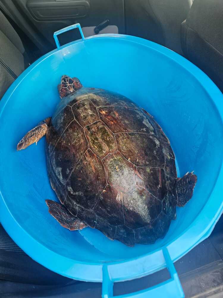 caretta tartaruga fiumicino caretta tartaruga fiumicino