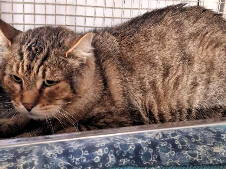 Harlem comune di Basiano