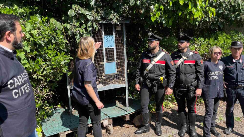 NRM+LIPU – Liberazione dei cardellini carabinieri (2) NRM+LIPU - Liberazione dei cardellini carabinieri (2)