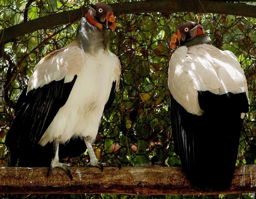 Genitori_pulcino_ avvoltoio_papa