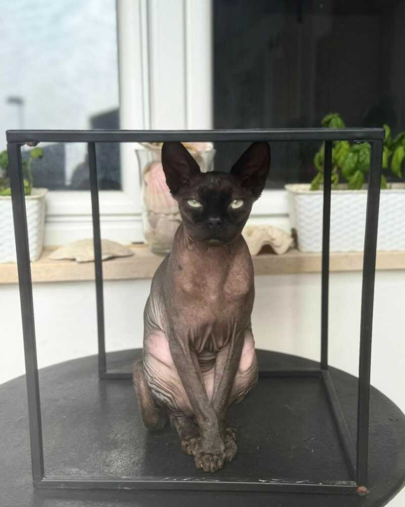 gatto sphinx ladispoli smarrito 2 gatto sphinx ladispoli smarrito 2