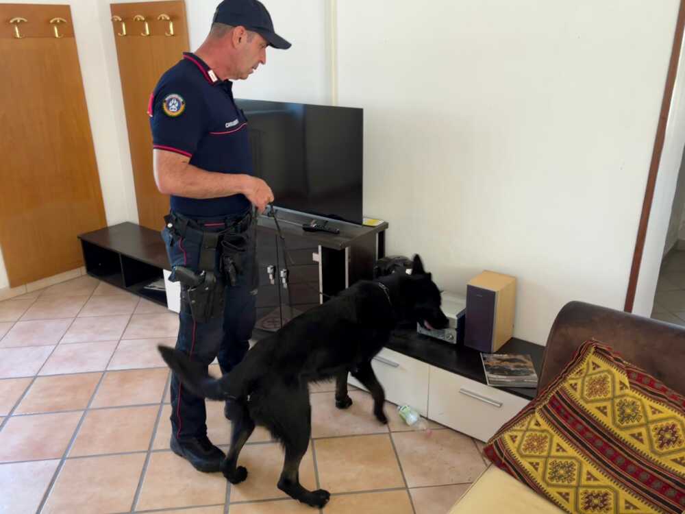 CASSIA – Il cane antidroga dei Carabinieri nel cordo di un controllo cesano CASSIA - Il cane antidroga dei Carabinieri nel cordo di un controllo cesano