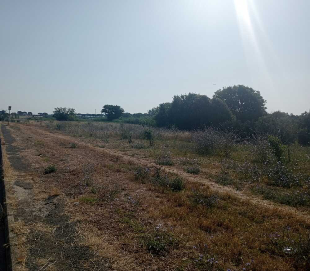 bosco-cerreto-arbolia-ladispoli