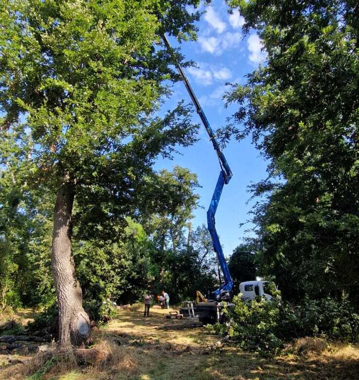 bosco palo ladispoli manutenzione alberi 1
