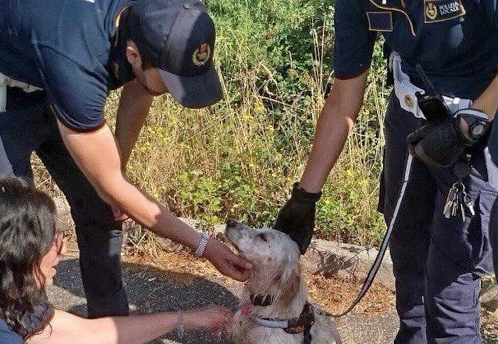 Stava annegando in un fosso, la cagnetta Gilda salvato da Roma Capitale a Tor Vergata