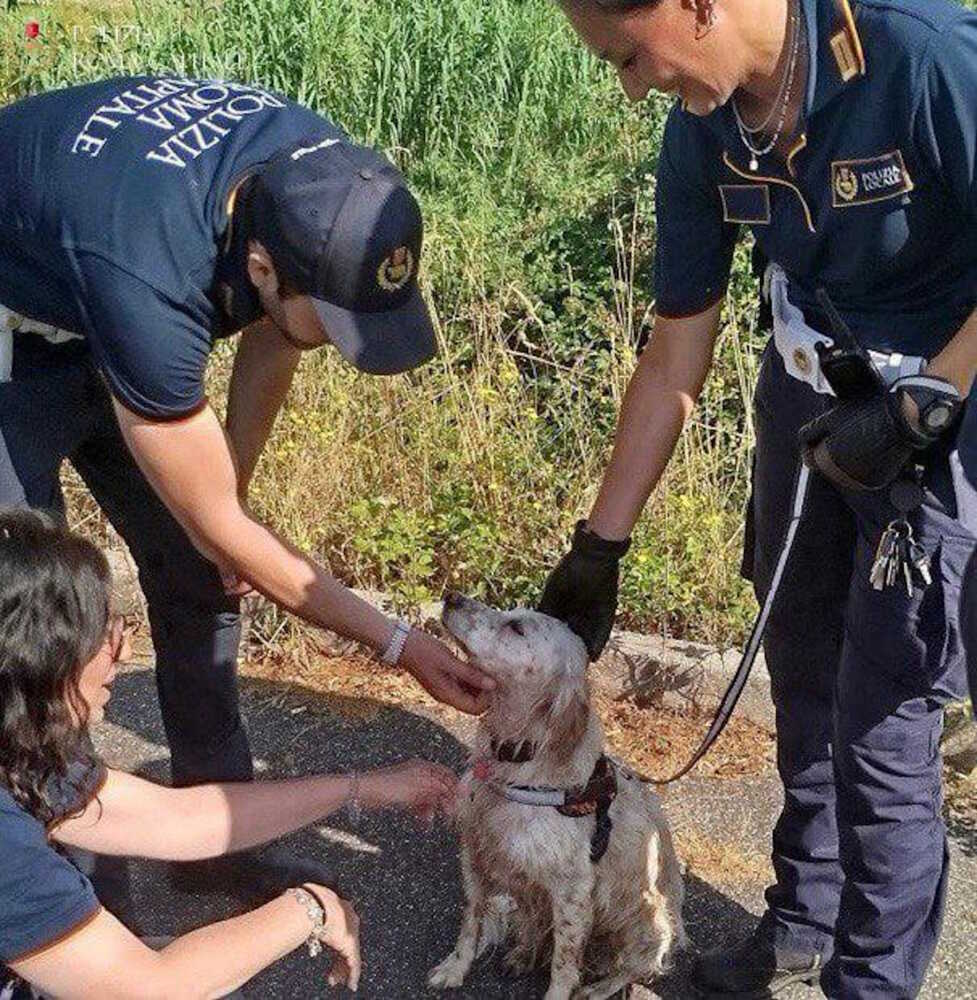cagnetta municipale roma capitale 1