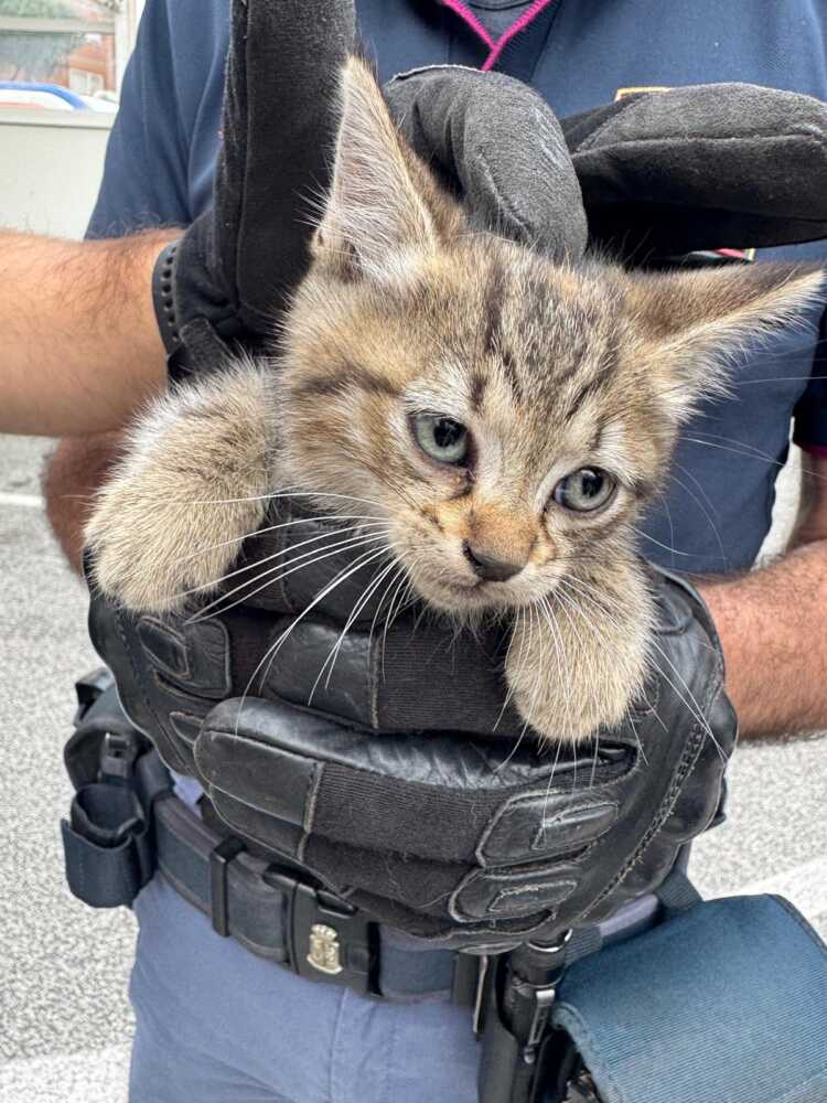 gattino salvato polizia gattino salvato polizia