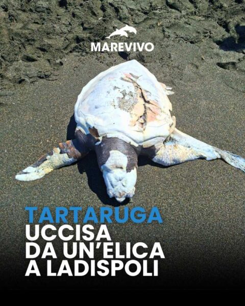 tartaruga marina morta ladispoli