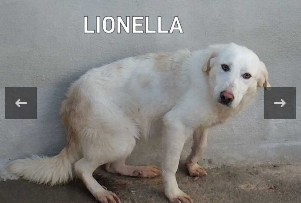 Lionella e Dior: due storie diverse e lontane, ma con urgente bisogno di lieto fine