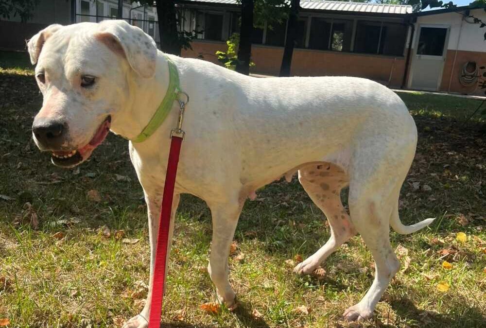 Adozione del cuore per Lola