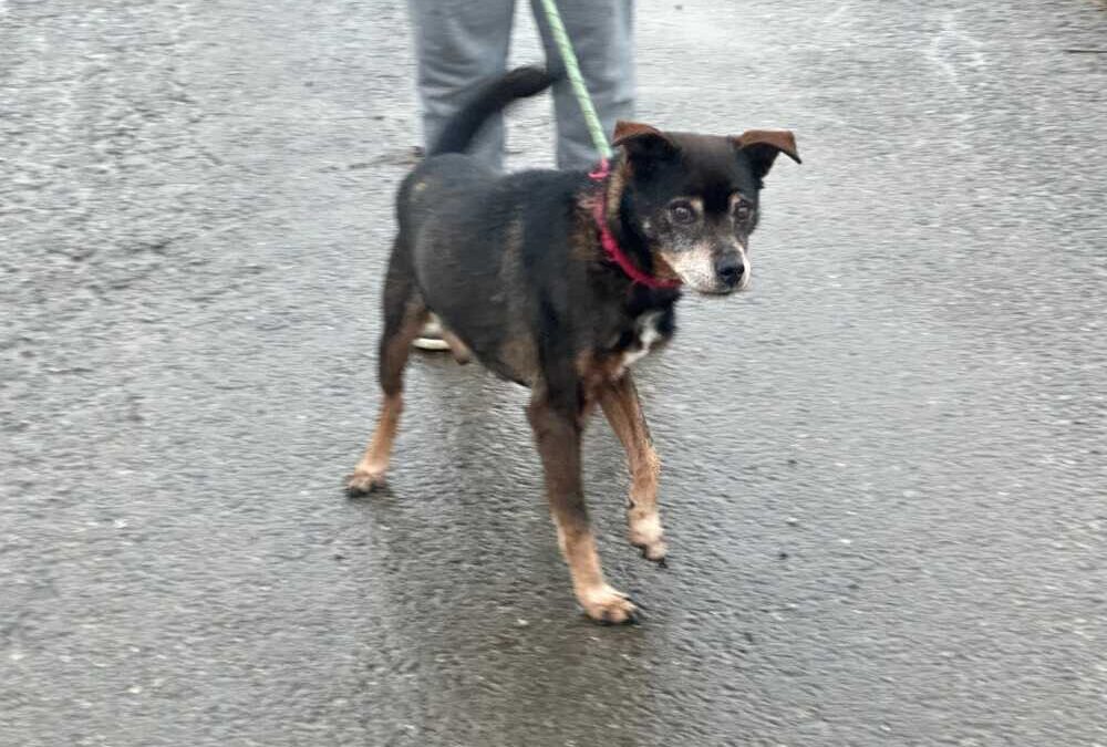 Il simpatico Peppino e la bella micia Kalì cercano due famiglie che li amino