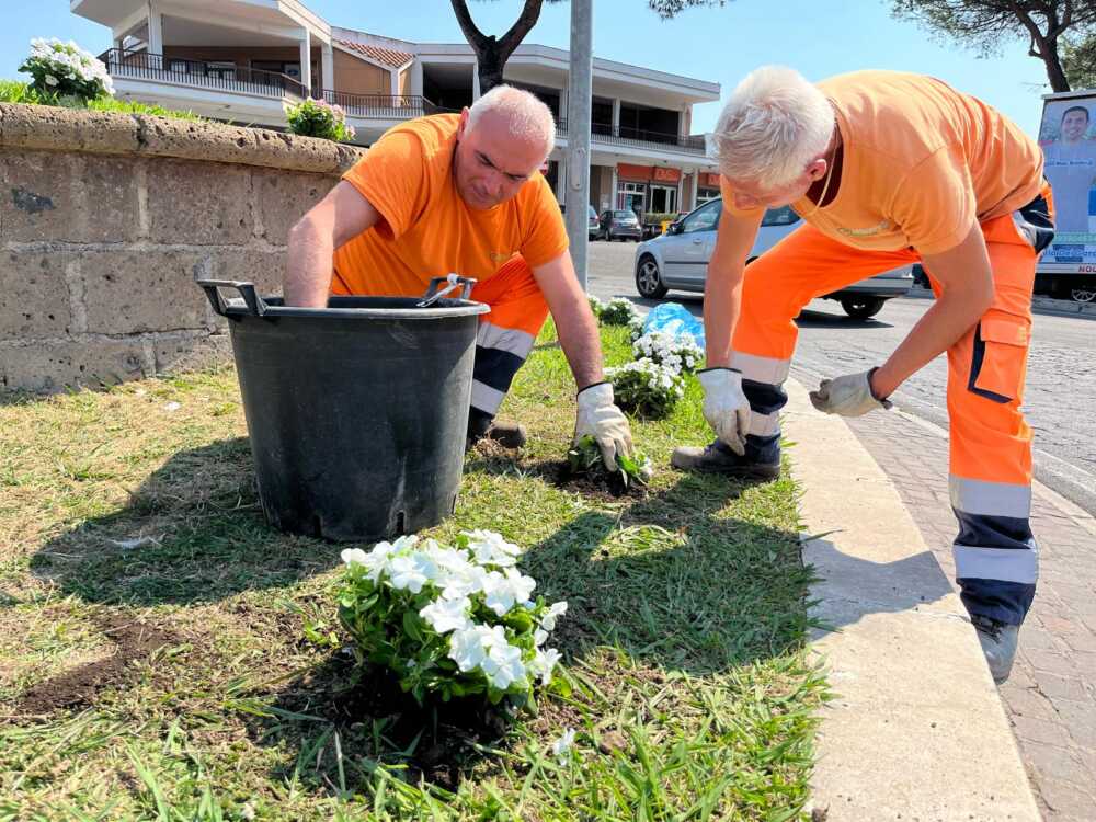 Messa a dimora piante Messa a dimora piante
