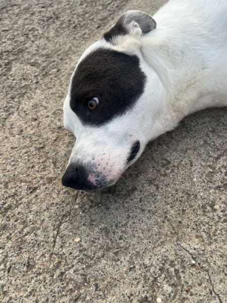 Pepe e Thor, i cagnetti scomparsi fra Civitavecchia e Tarquinia