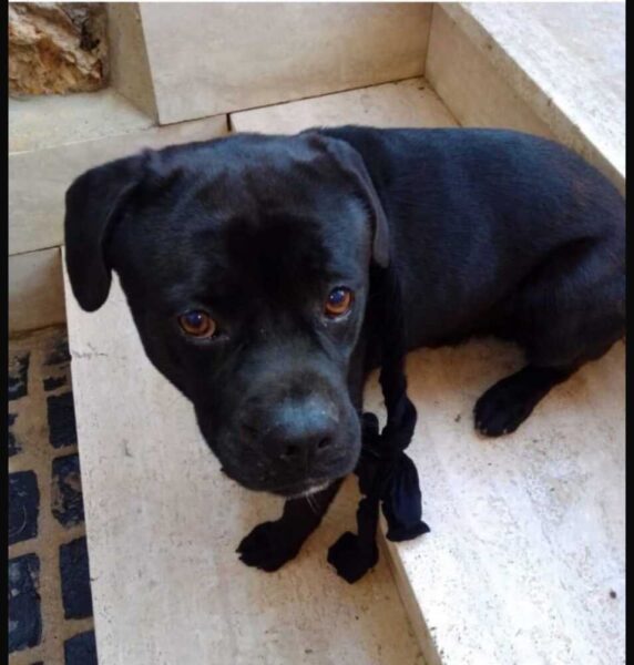 Pepe e Thor, i cagnetti scomparsi fra Civitavecchia e Tarquinia