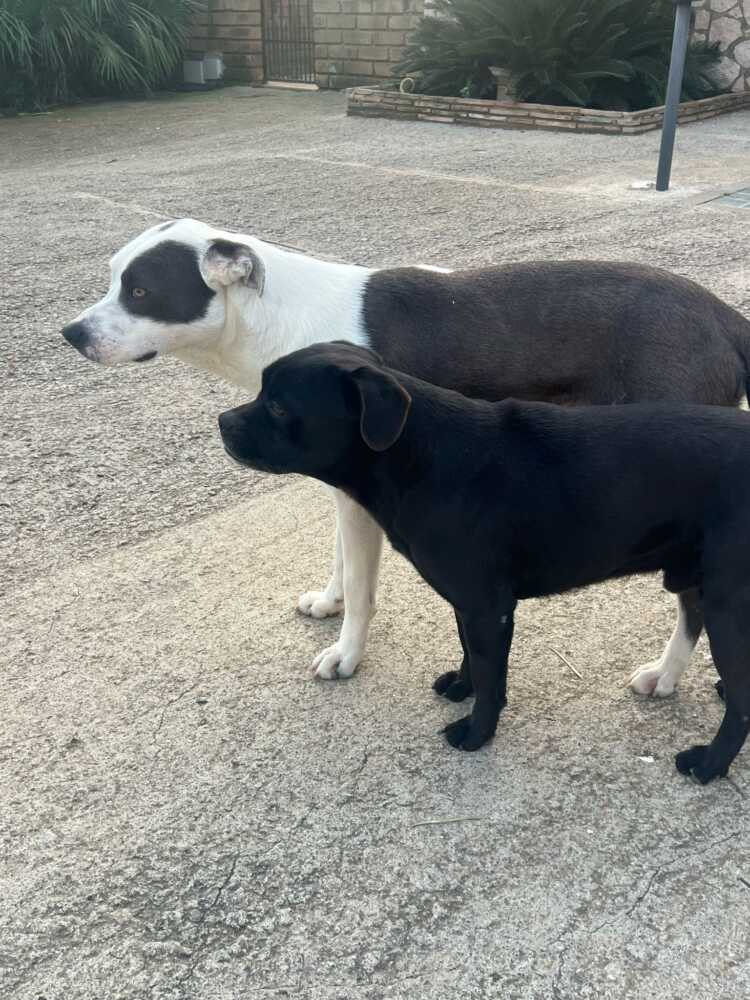 Pepe e Thor, i cagnetti scomparsi fra Civitavecchia e Tarquinia (3) Pepe e Thor, i cagnetti scomparsi fra Civitavecchia e Tarquinia