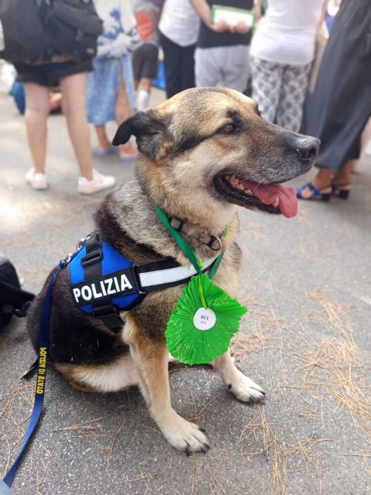 cane poliziotto rex porta maggiore cane poliziotto rex porta maggiore