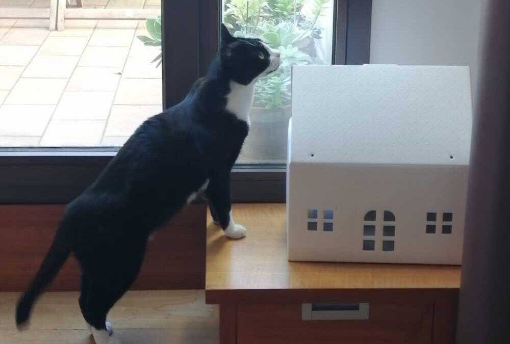 Micio Leo e collie Ringo cercano entrambi famiglie che li amino