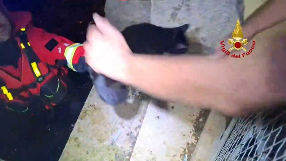 Micio Cacio salvato dai pompieri a Pordenone