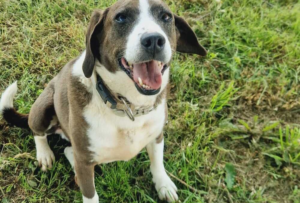 Mirtilla è dolcissima, le serve presto una casa