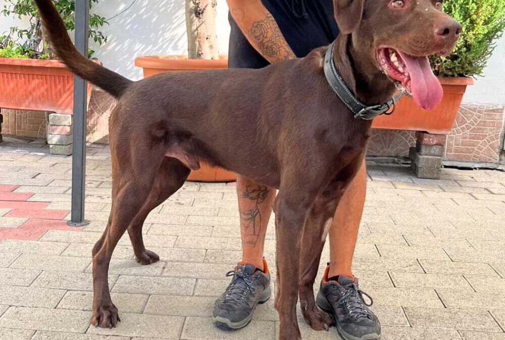 Pablo e Brio, due taglie diverse identico bisogno di tanto amore