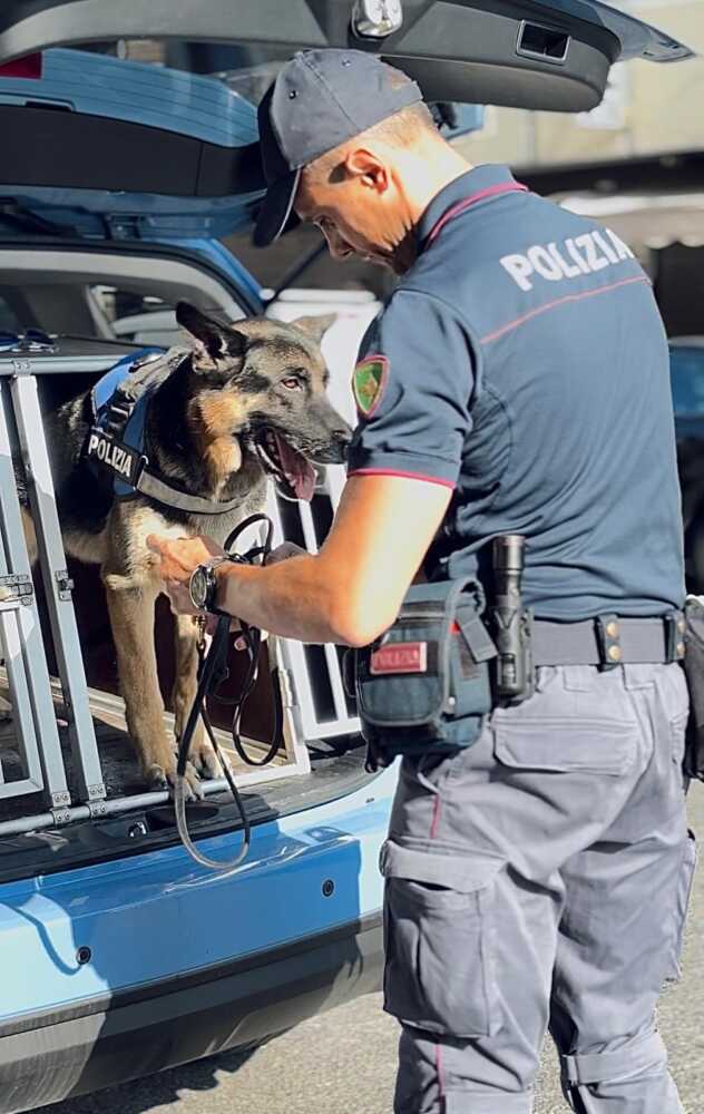 polizia cane antidroga polizia cane antidroga