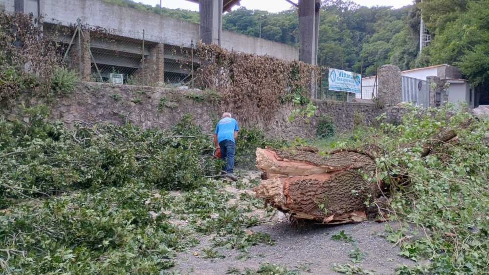 prociv allumiere caduta albero cavaccia