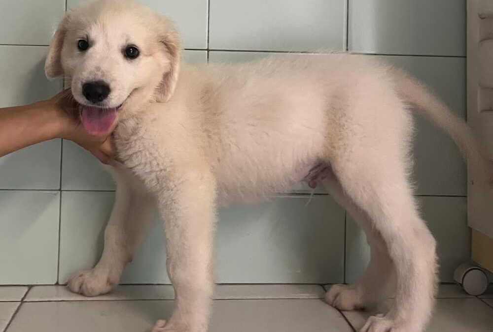 Sei stupendi cuccioli cercano casa