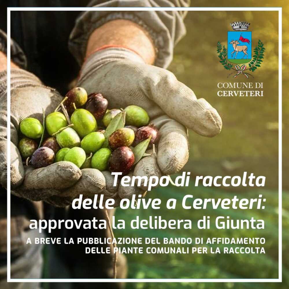 Locandina Bando Olive Locandina Bando Olive