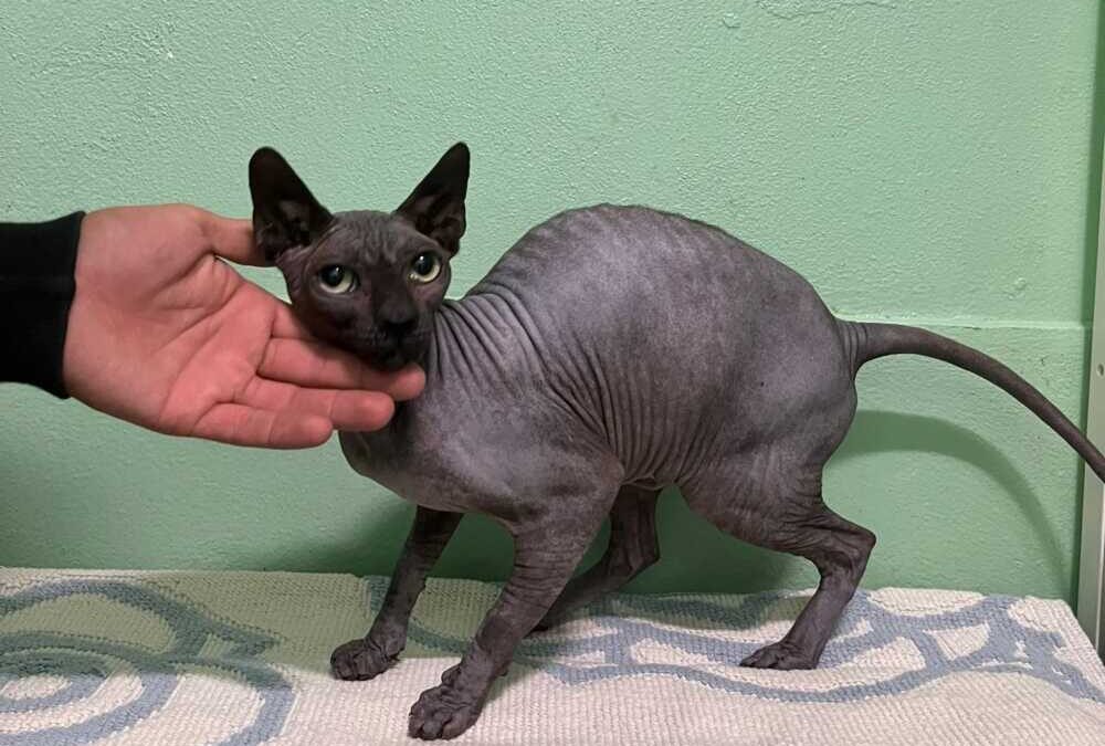 Princi, bellissima gattina Sphynx pronta a dare amore a chi la porterà a casa