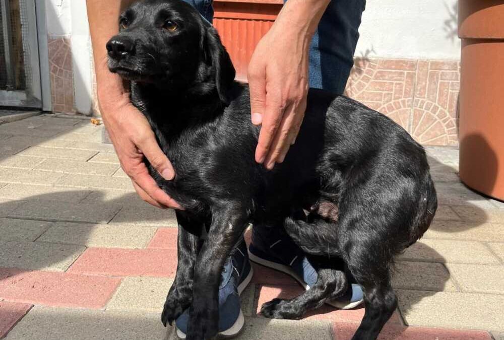 Tilla e Cleo due dolci cagnoline che aspettano di essere adottate anche a distanza