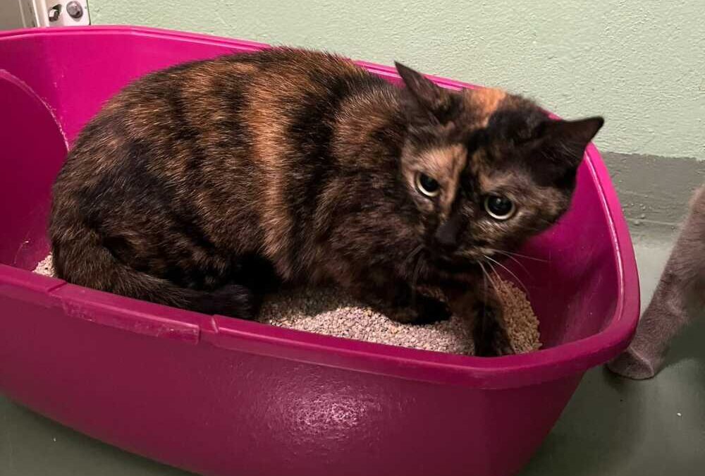 Bella e Blu due bellissimi mici che aspettano chi li porti a casa