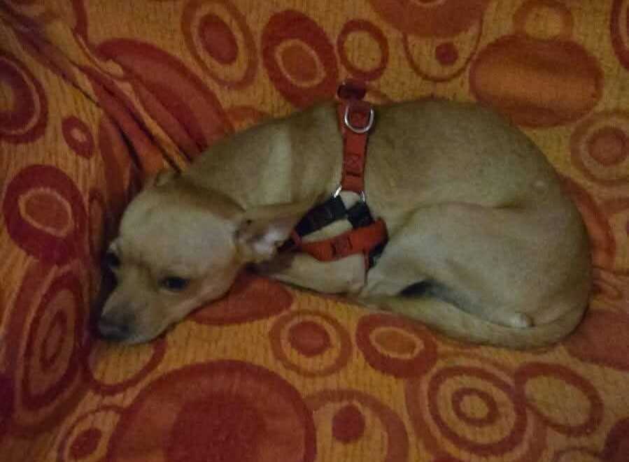 Chicco ha perso il suo padrone e la voglia di vivere: va adottato presto